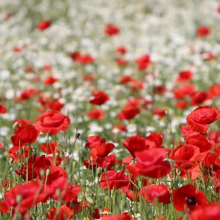 Orchidea Vendeghaz - Feriehus Zebegény