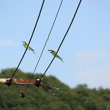 Feriehus Orchidea Vendeghaz -