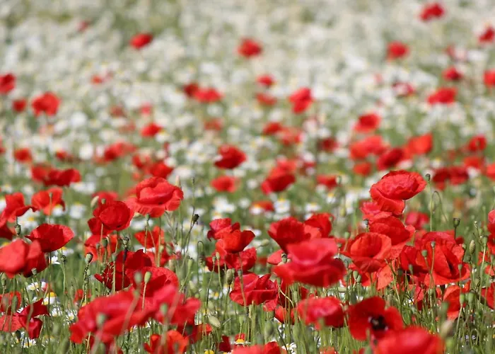 Orchidea Vendeghaz - Feriehus Zebegény