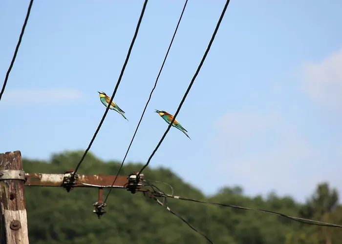 Feriehus Orchidea Vendeghaz -